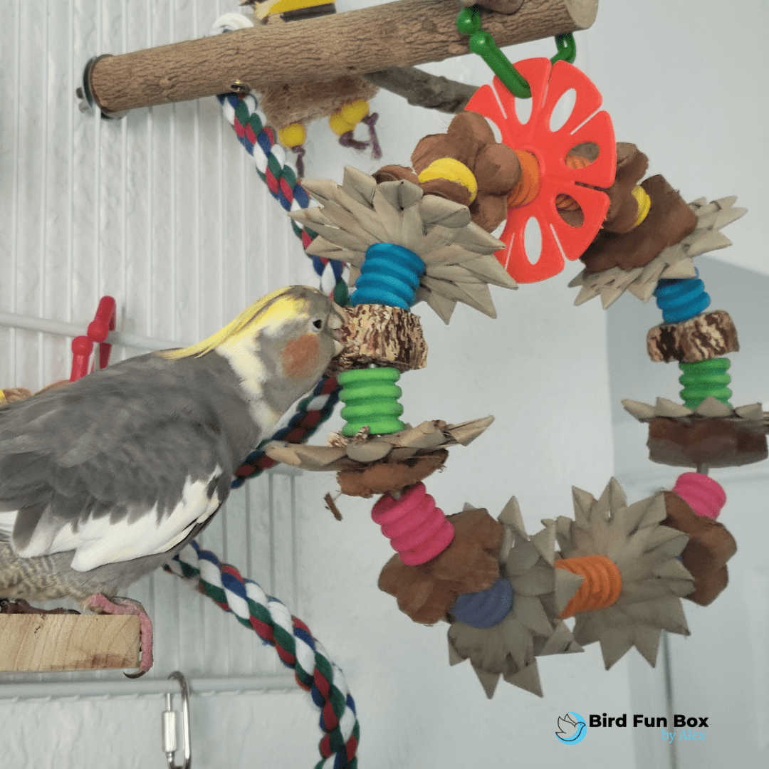 Alex's Bird Kingdom Bird Toys Bird Fun Box by Alex - Middle - Monthly Subscription Box