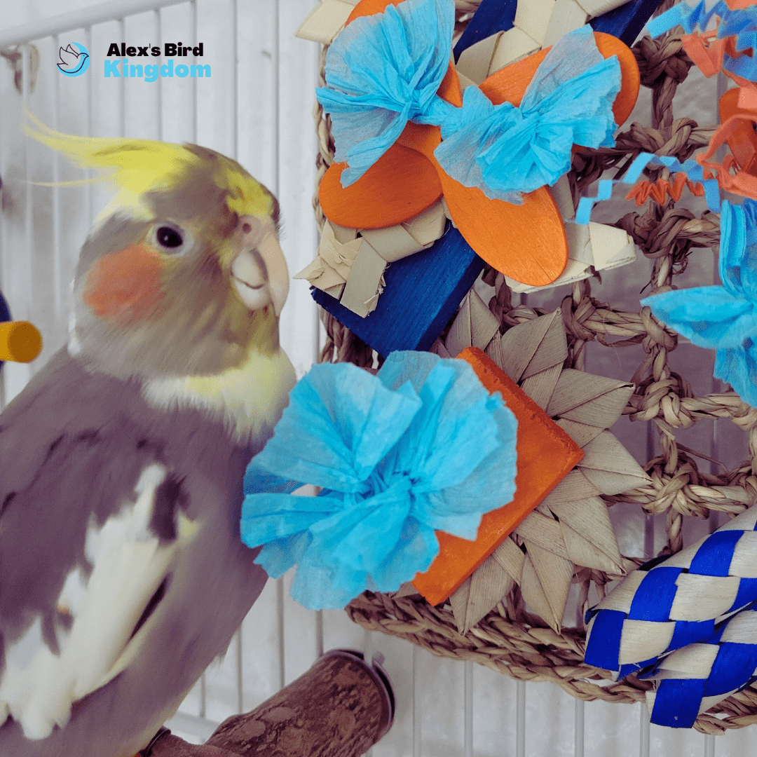 Alex's Bird Kingdom Bird Toys Parrot Playtime Starter Kit