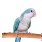 Super Bird Creations Bird Supplies Rattan Perch